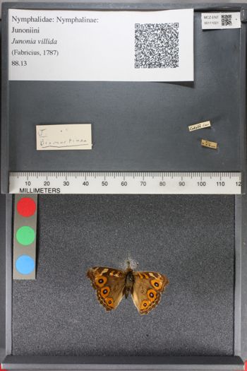 Media type: image;   Entomology 111021